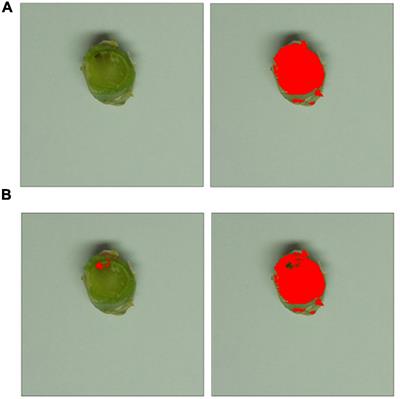 Influence of Elevated Temperatures on Resistance Against Phoma Stem Canker in Oilseed Rape